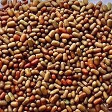 Sesbania Seeds